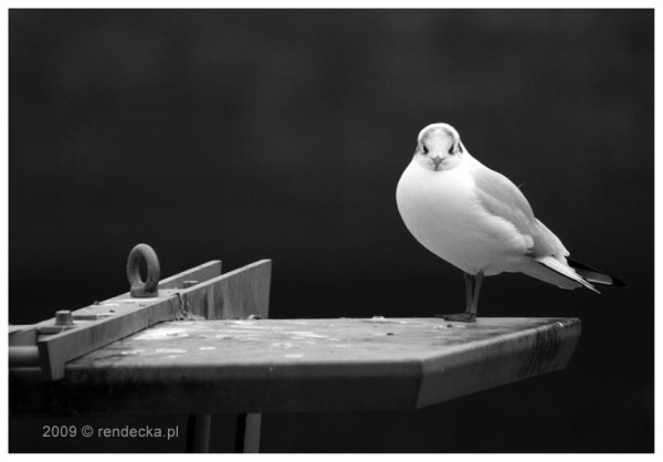 Pani Mewa nad rzek Lifk / Mrs. Seagull at the Liffey River, 28.11.2009