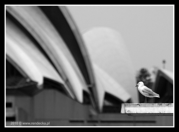 Pani Mewa wybiera si do Sydney Opera House / Mrs. Seagull is going to Opera House of Sydney